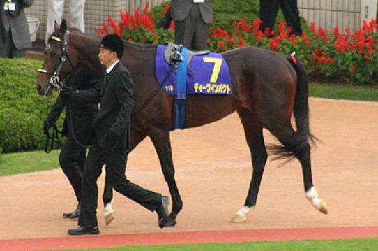 2005年菊花賞当日のディープインパクト