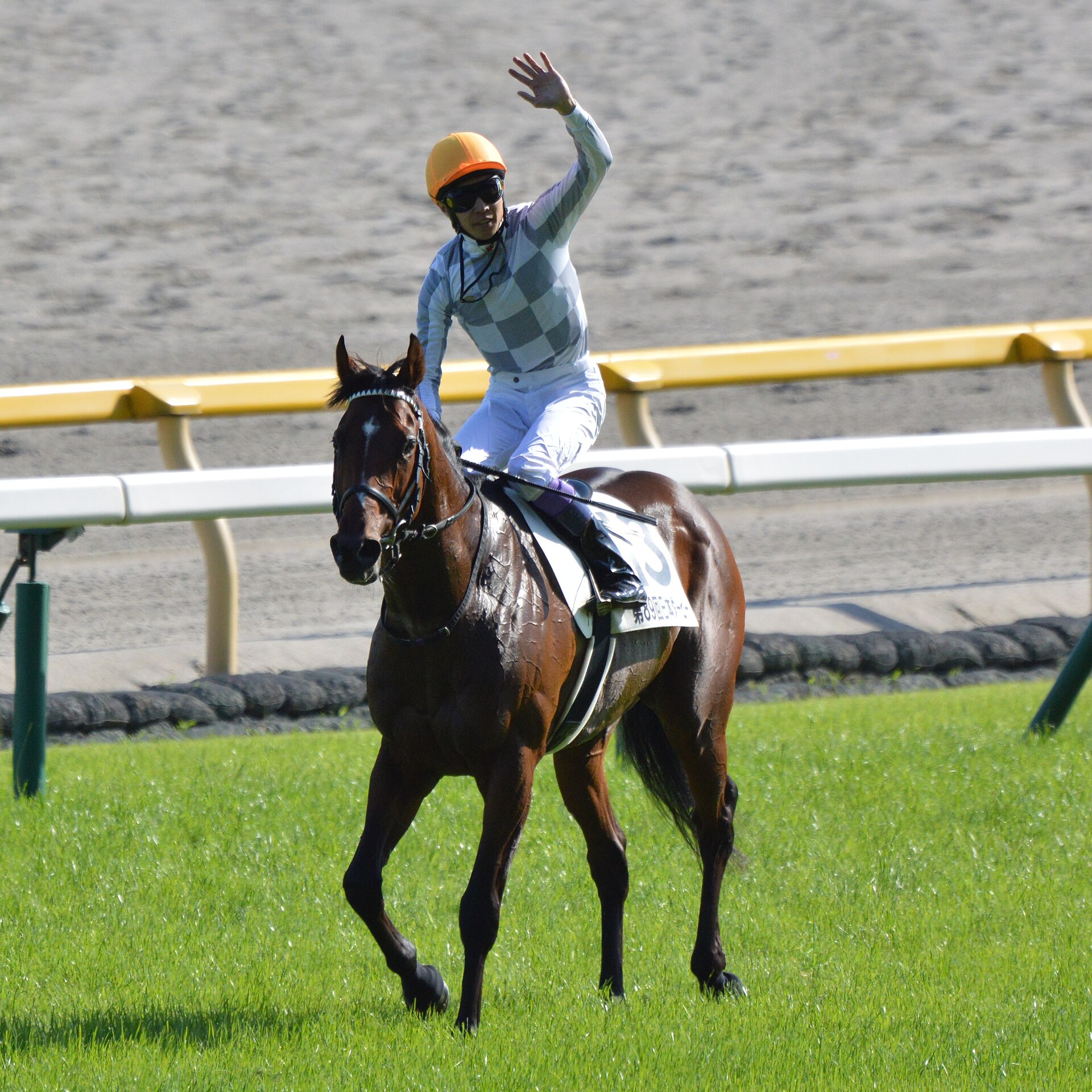 Do Deuce Tokyo Yushun 2022(IMG2)
