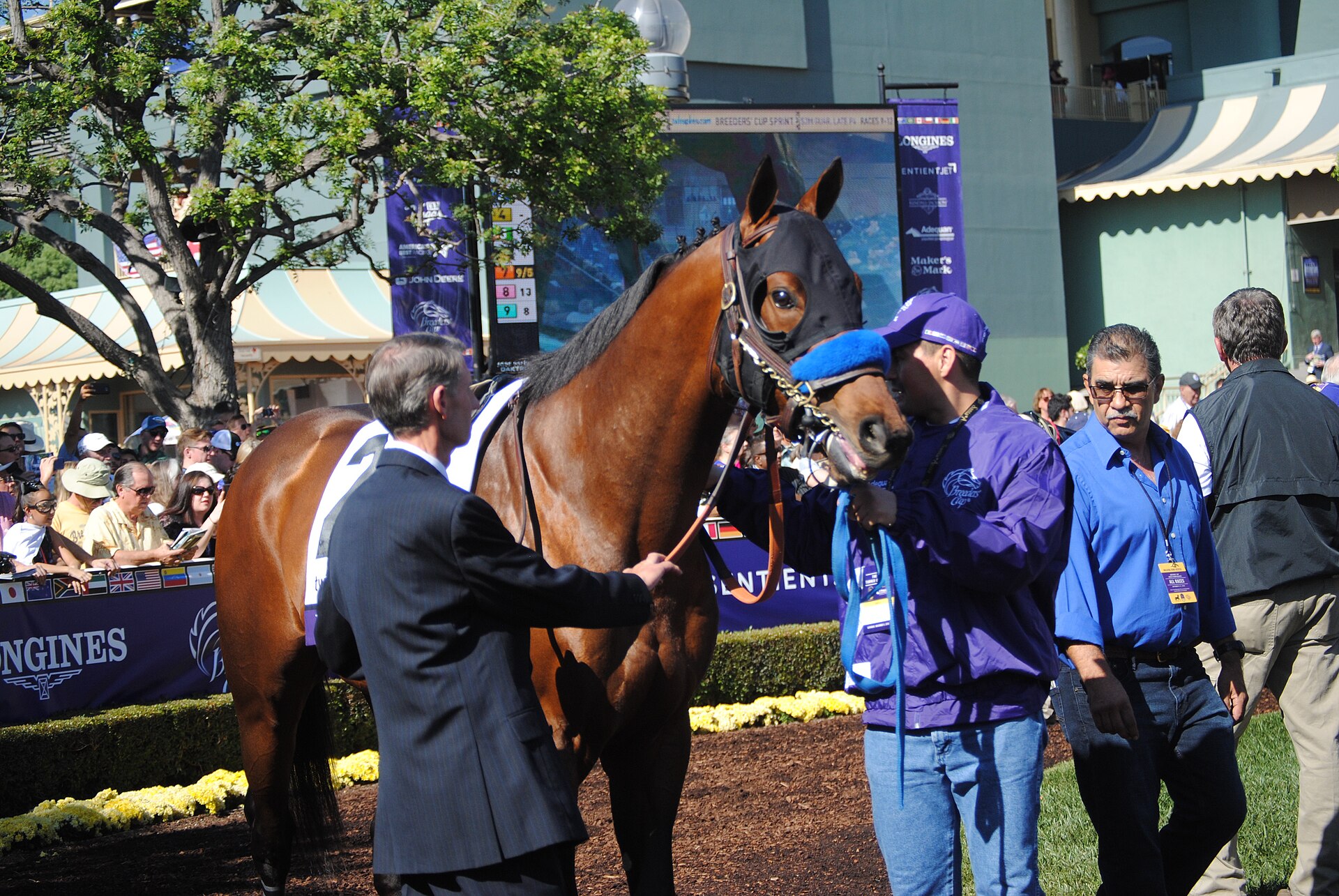 Drefong before the BC Sprint