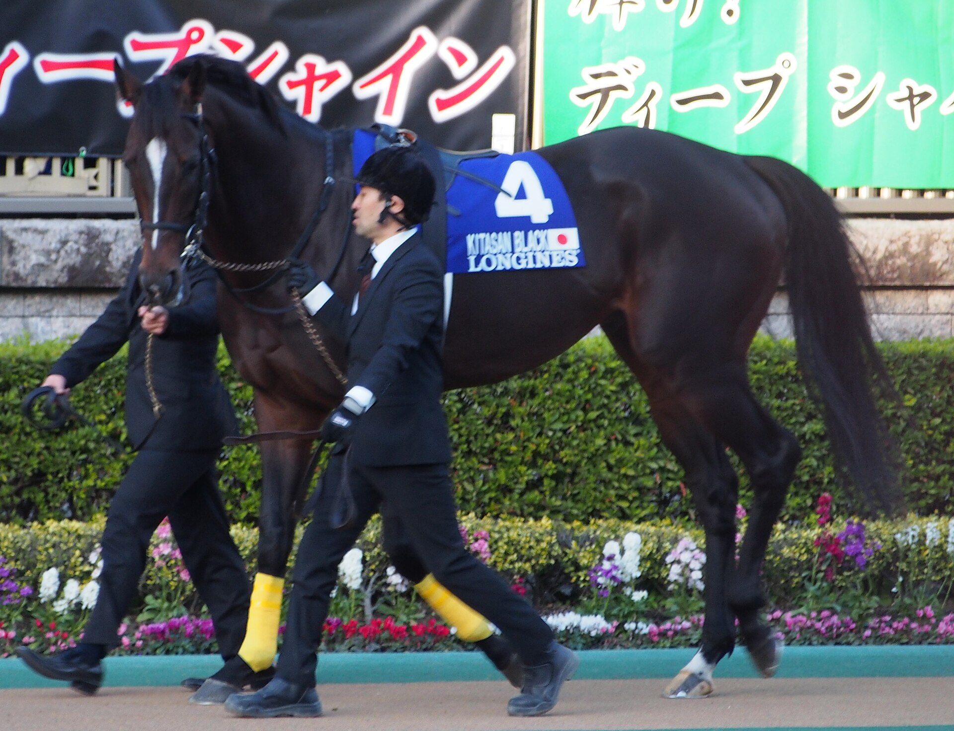 Kitasan Black Japan Cup (38692096812)