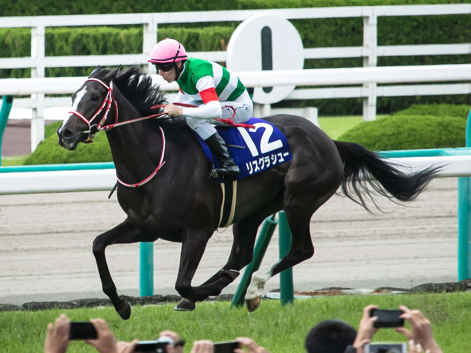 Lys gracieux(JPN) IMG 1664-2 20190623