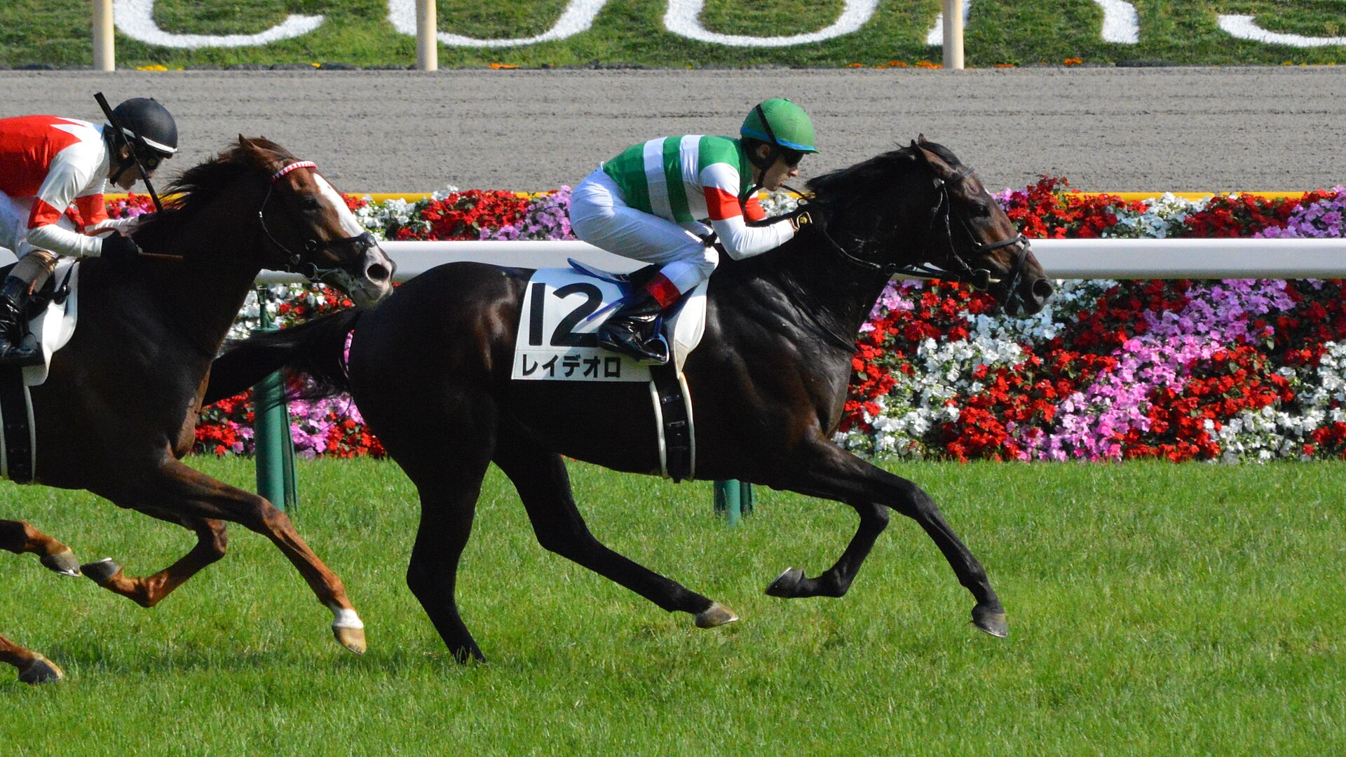 Rey de Oro Tokyo Yushun 2017(IMG1)