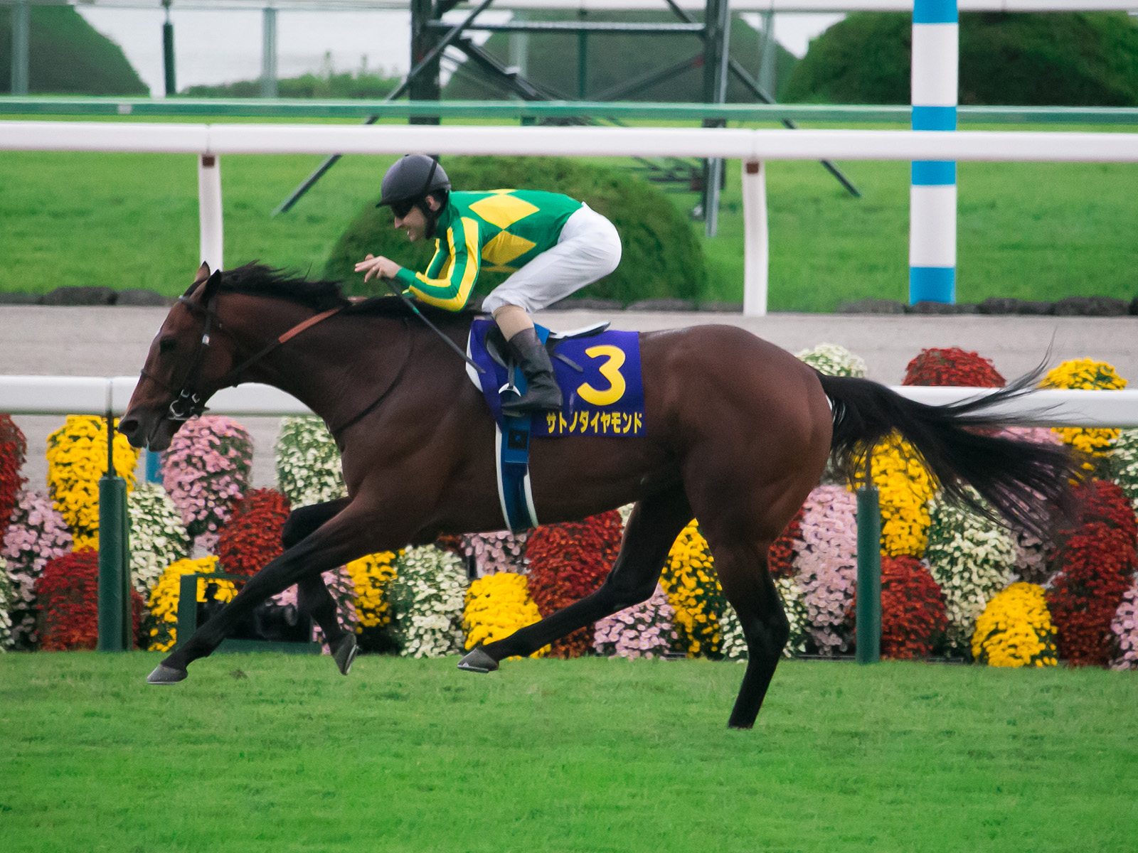 Satono Diamond IMG 9079-1 20161023