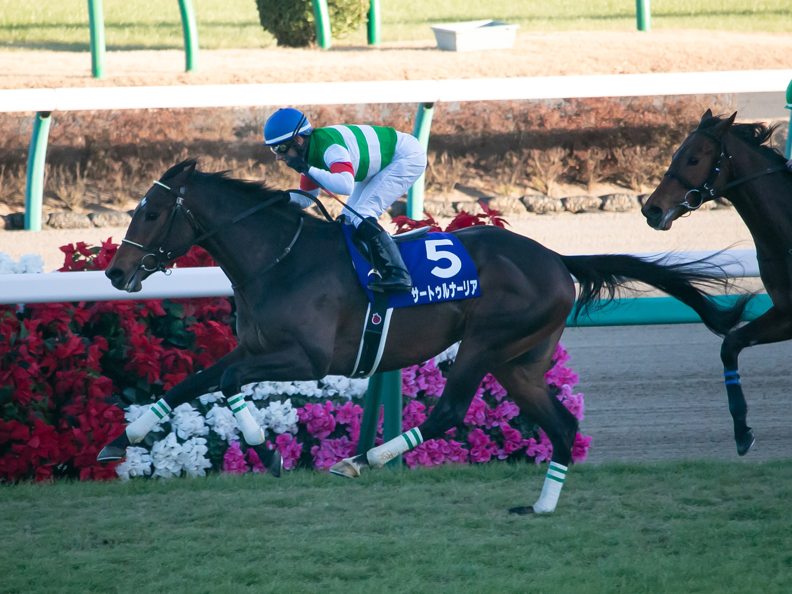 Saturnalia(JPN) IMG 4201-2 20181228