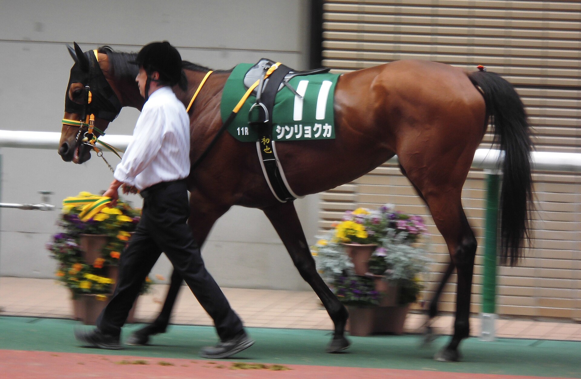 Shinryokuka 2025 Fukushima Himba Stakes Paddock